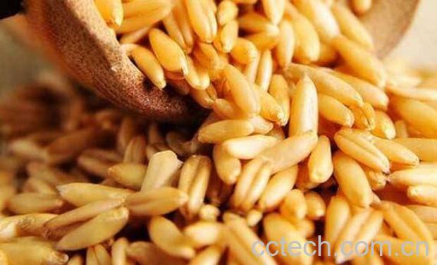 燕麦与野燕麦的区别-0