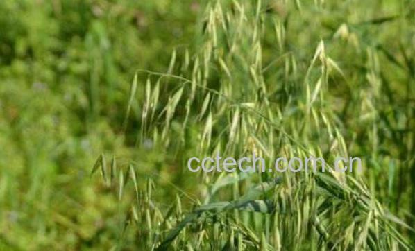 野燕麦如何吃 野燕麦的服用方法-0