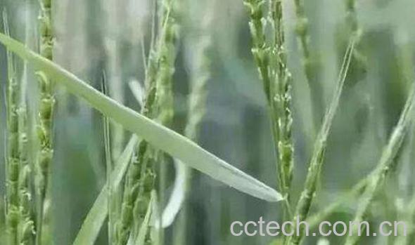 野燕麦如何吃 野燕麦的服用方法-1