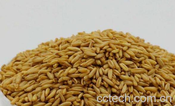 燕麦米的功效与作用 燕麦米的吃法-1