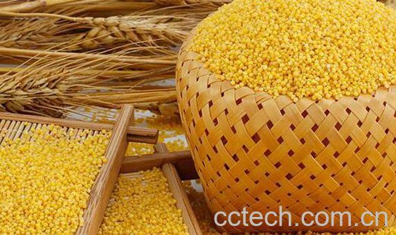 小黄米的功效与作用-0