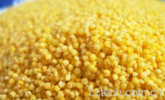 小黄米的功效与作用-1