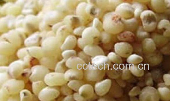 麦仁米的功效与作用-0