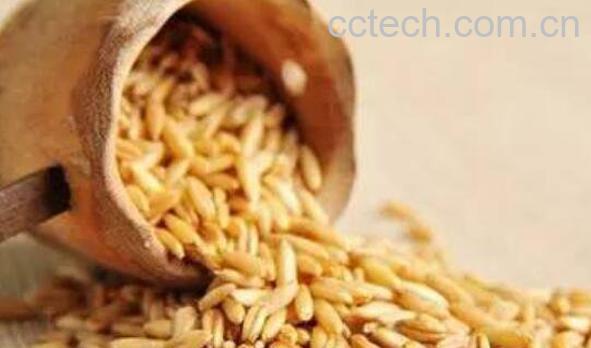 裸燕麦怎么吃 裸燕麦的食用方法-1