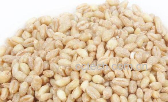 炒麦仁的功效与作用-0