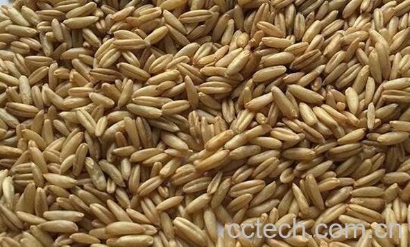 燕麦米的功效与作用-0