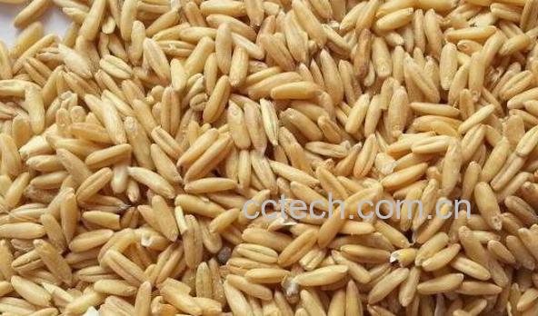 裸燕麦的功效与作用-0