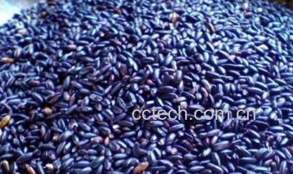 紫米怎么吃 紫米的食用方法-1