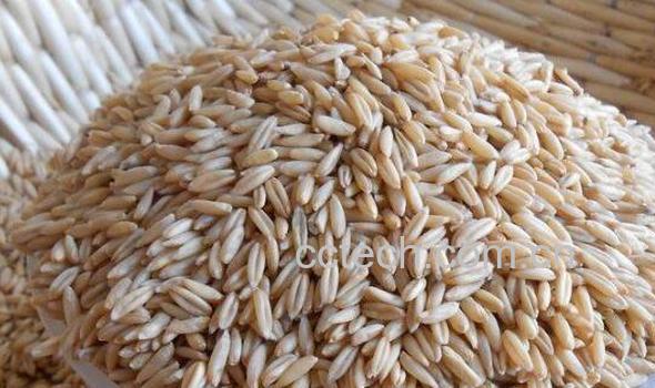 裸燕麦的功效与作用-1