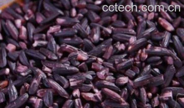 墨江紫米的功效与作用-0