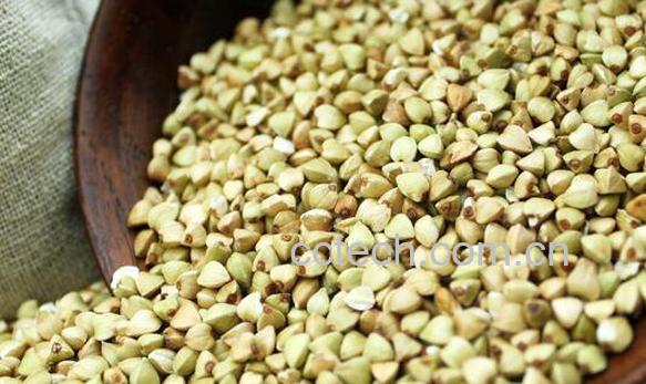 荞麦的功效与作用及营养价值-0