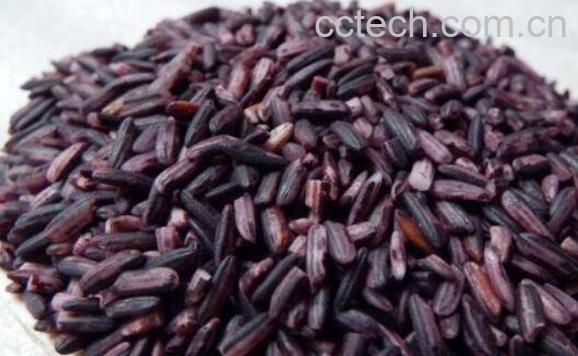 紫米的功效与作用 紫米的食用禁忌-0