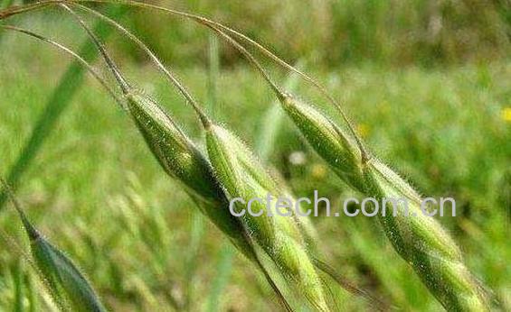 野燕麦的功效与作用-0