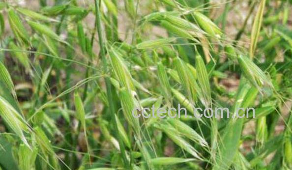 野燕麦的功效与作用-1