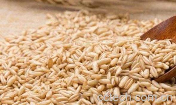 燕麦粒的功效与作用-0