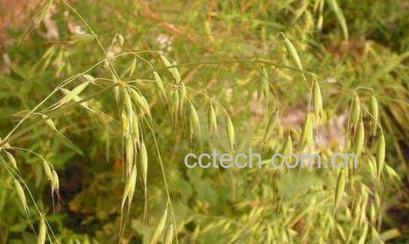 血钻野燕麦的功效与作用-0