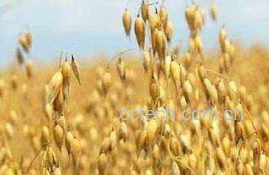 血燕麦的功效与作用-1