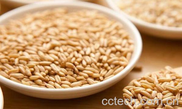 胚芽米的功效与作用-1