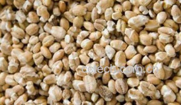 青稞米的功效与作用-1