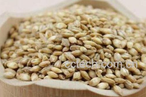 浮小麦的功效与作用及食用方法-1