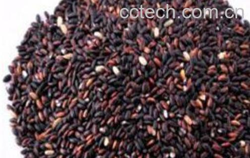 血糯米的功效与作用-0