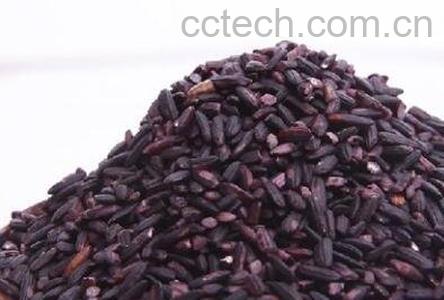 紫米与什么食物相克 紫米的功效-1