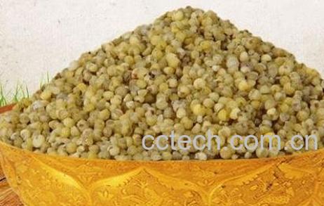 绿小米的功效与作用-0