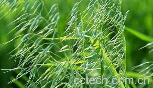 野燕麦的功效与作用-0