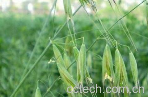 野燕麦的功效与作用-1