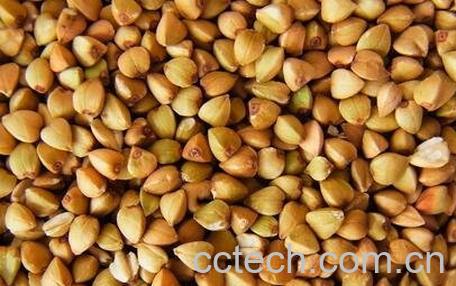 荞麦不能和什么一起吃-0