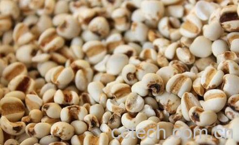 薏仁米的功效与作用及禁忌-0