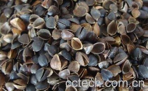 苦荞麦壳的功效与作用-0