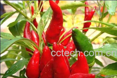 果蔬百科朝天椒-0