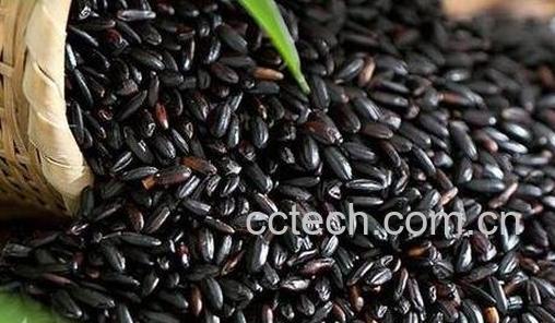 黑米营养价值 -0