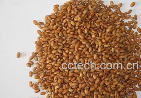 果蔬百科糙米茶的做法与功效-0