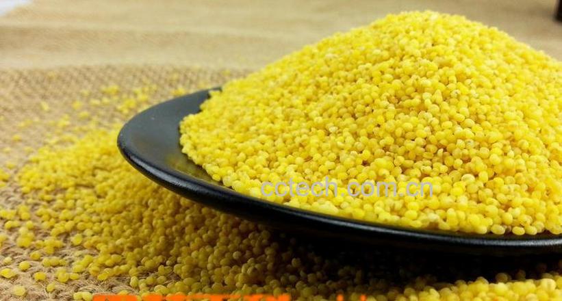 果蔬百科小米的功效与作用及食用方法-0