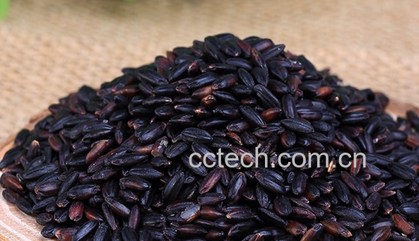 果蔬百科紫米的保健功效-0