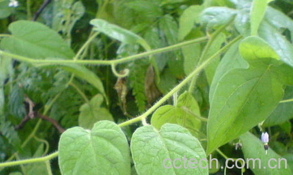 果蔬百科白英的功效与作用-0