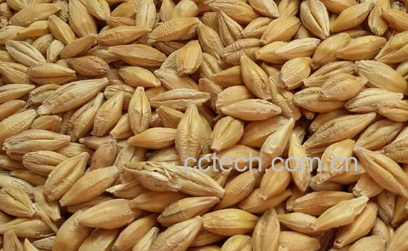 果蔬百科大麦的功效与作用-0