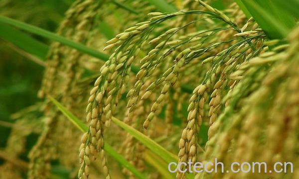 果蔬百科稻芽图片 稻芽的功效与作用-0