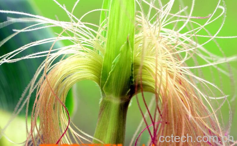 果蔬百科粟米须图片 粟米须的功效与作用-0