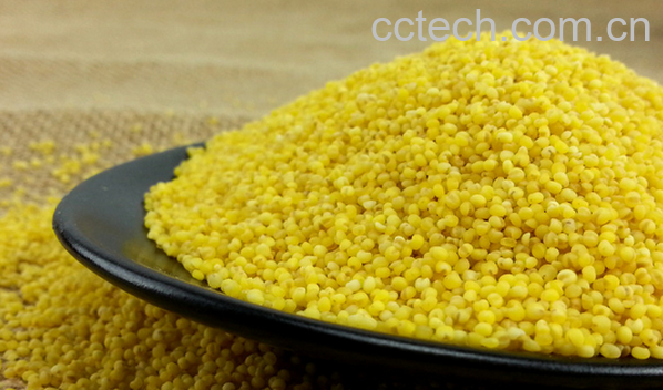 果蔬百科小米的营养价值-0