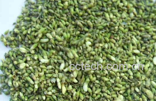 果蔬百科槐米的功效与禁忌-0