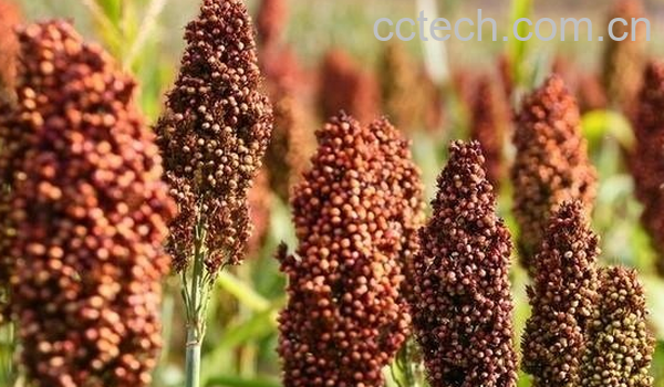 果蔬百科高粱的功效与作用-0