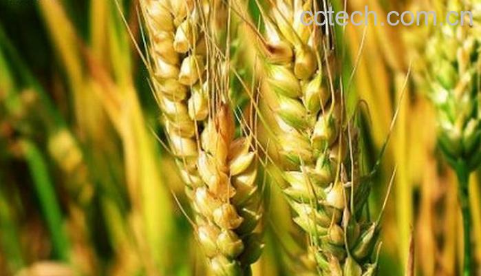 果蔬百科大麦的功效与作用及食用方法-0