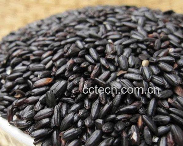 果蔬百科黑米的功效与作用 黑米怎么吃-0