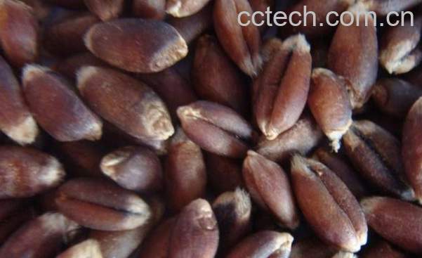 果蔬百科黑小麦的功效与作用-0