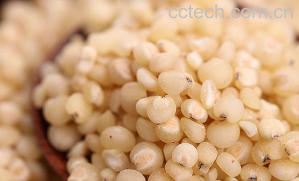 果蔬百科高粱米的营养价值-0