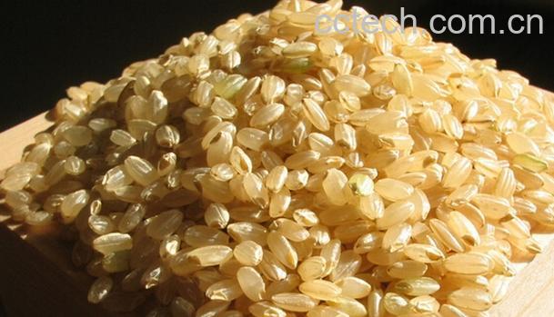 果蔬百科糙米的营养价值与功效-0