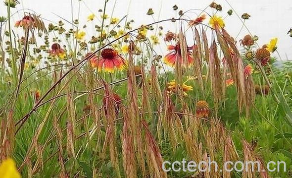 果蔬百科野燕麦-0